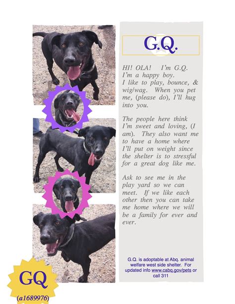 We are the premier destination for dog daycare, boarding and spa services. G.Q. is a one yr old mix. The "mix" is a plenty. Besides ...