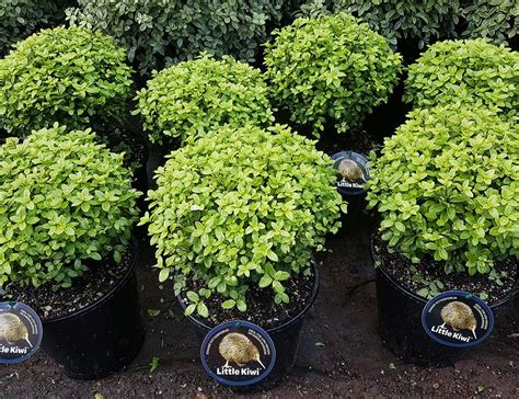 The farmhouse plans, modern farmhouse designs and country cottage models in our farmhouse collection integrate with the natural rural or country environment. Pittosporum tenufolium Little Kiwi | Patio garden, Plants ...