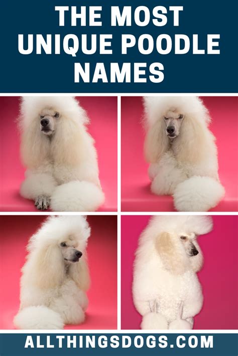 Unique Poodle Names Poodle Puppy Standard Poodle Dog Names