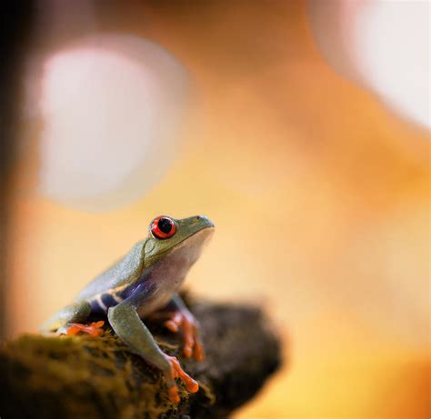 Red Eyed Tree Frog Costa Rica Photograph By Dirk Ercken Pixels