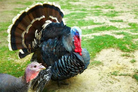 Domestic Male Turkey Is A Large Fowlit Belongs To Genus Meleagris And