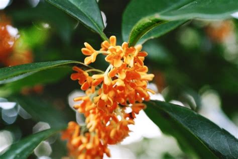 Limited Time Feel Japans Autumn A Scent Of Osmanthus Fragrans