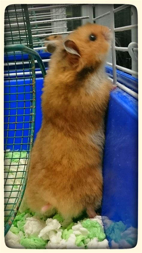 Female Golden Teddy Syrian Hamster かわいいハムスター ハムスター ペット