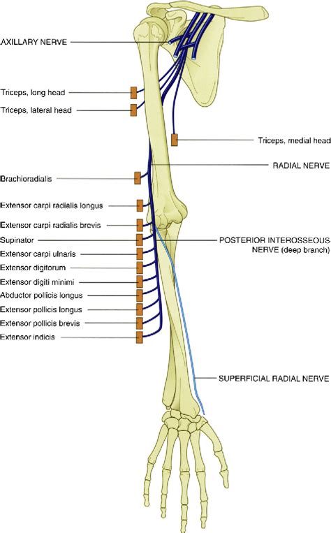 Figure 5 From Evaluation And Treatment Of Upper Extremity Nerve