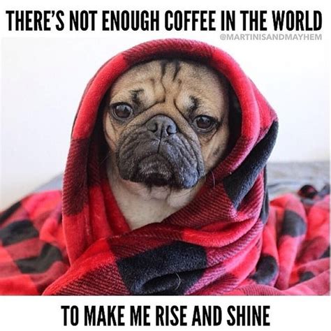 Theres Not Enough Coffee In The World Pugs Doug The Pug Funny