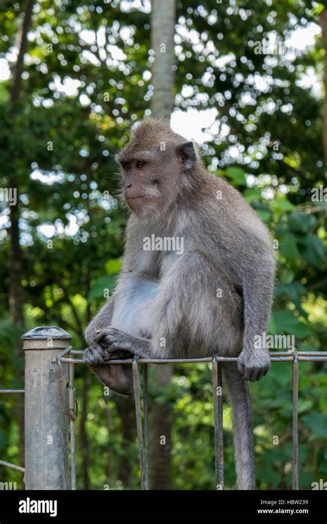 Monkeys At Sacred Monkey Forest Ubud Bali Indonesia Stock Photo Alamy