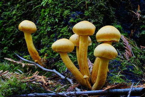 Victoria Daily Photo Mushroom Bouquet