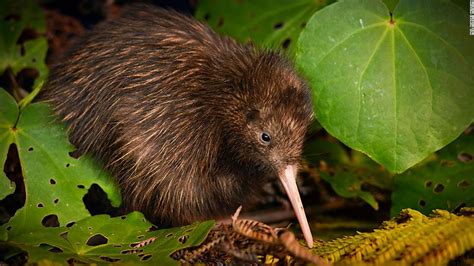 Two Kiwi Species No Longer Endangered In New Red List Cnn