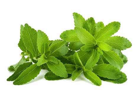 Stevia Leaf Stock Photos Pictures And Royalty Free Images Istock