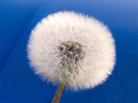 Withered Dandelion Blue Background Copyright Free Photo By M