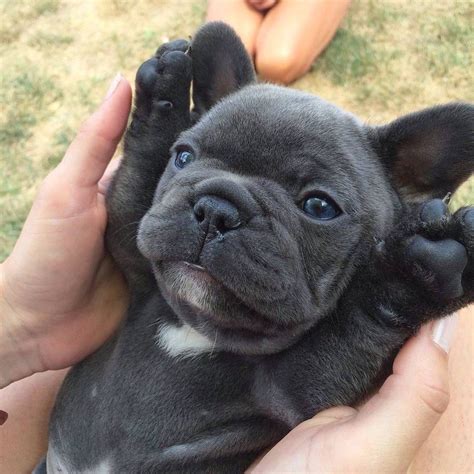«tank» french bulldog puppy with his best friend bunny rabbit «thumper». French Bulldog Fan Page (@Frenchies_Rule) | Twitter ...