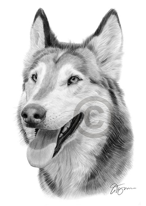 Polish your personal project or design with these wolf drawings in pencil transparent png images, make it even more personalized and more attractive. Pencil drawing portrait of a grey wolf by UK artist Gary Tymon