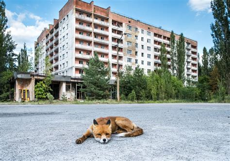 Conheça 5 Fatos Sobre Os Animais De Chernobyl