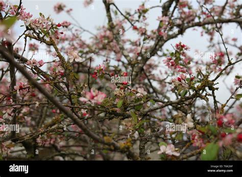 California Cherry Blossom Hi Res Stock Photography And Images Alamy