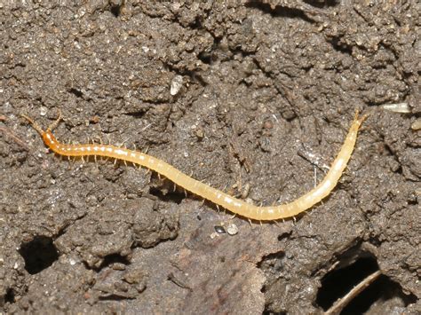 Schendyla Nemorensis Soil Centipedes Toronto Ontario Flickr