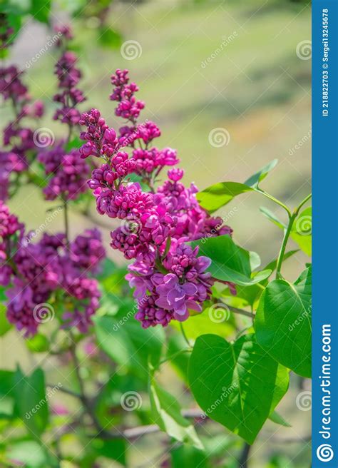 Bush Of Dark Purple Lilac Stock Image Image Of Grass 218822703