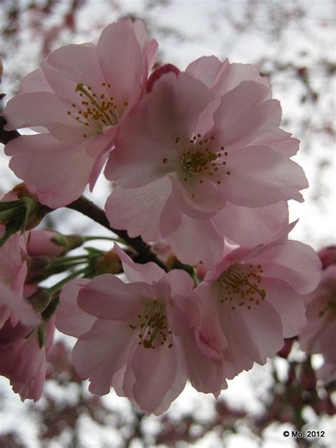 Peach Blossoms Spring Blossom Peach Blossoms Blossom