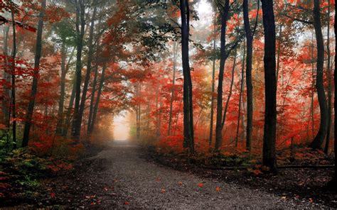 Path In The Foggy Autumn Forest Hd Desktop Wallpaper