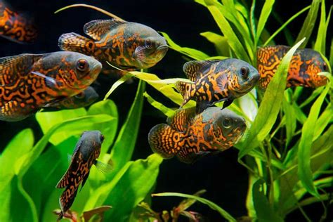 Oscar Fish Behavior Habitat Care And Tank Mates