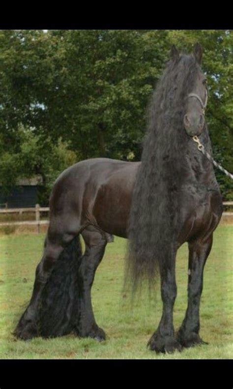 17 Best Images About Friesian Horse On Pinterest Baroque