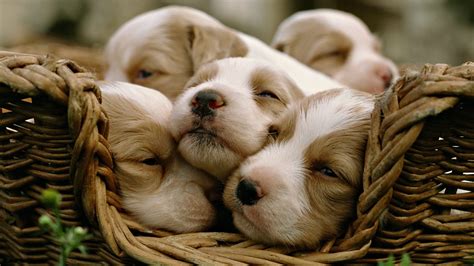 Animals Dog Puppies Baby Animals Baskets Wallpapers Hd Desktop