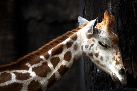 Do Giraffes Sleep Standing Up Or Lying Down