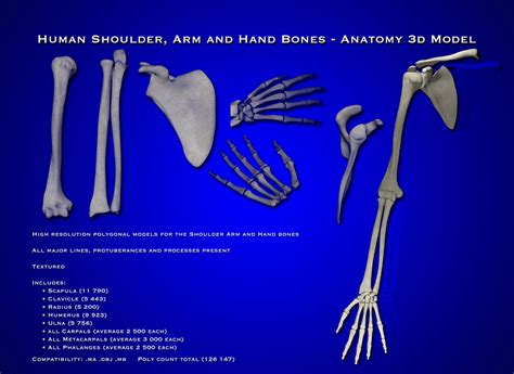 Obj Resolution Arm Shoulder Hand Bones