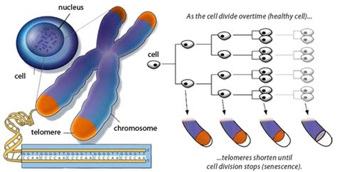 Telomeres And Aging Is The End Of Aging Near At Hand Theisscare