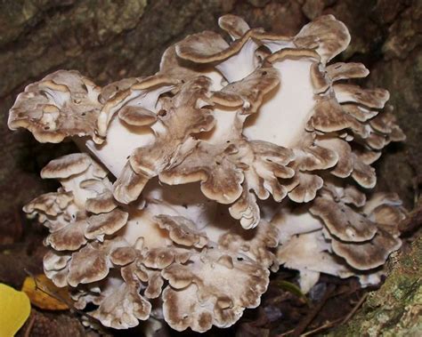 17 Images About Edible Wild Mushrooms On Pinterest