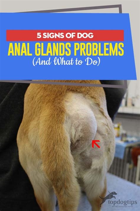 5 Signs Of Dog Anal Glands Problems And What To Do About Them