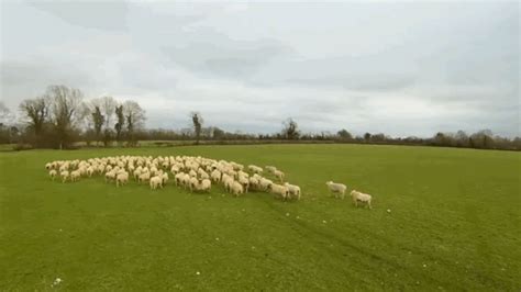 Watch A Drone Herd A Flock Of Sheep