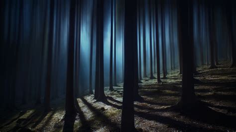 Scary Iphone Wallpaper 4k Forest Night Dark Woods Trees Shadow Tall