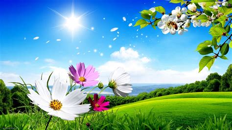 Sun Meadow Color Flowers Summer Rays Beautiful Views Wallpapers