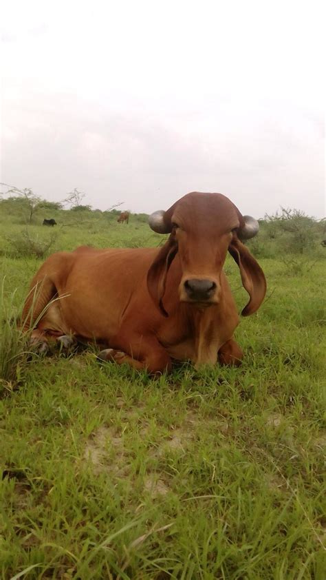 Buy A2 Cow Milk Organic Online In Bangalore Healthy Buddha