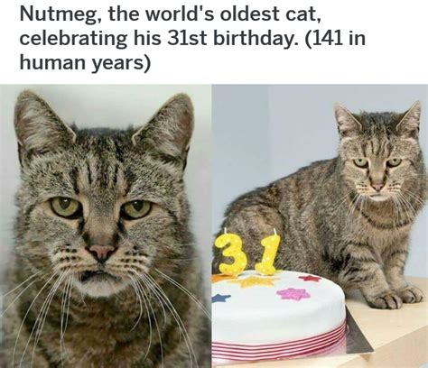 The look on this cat's face. : funny