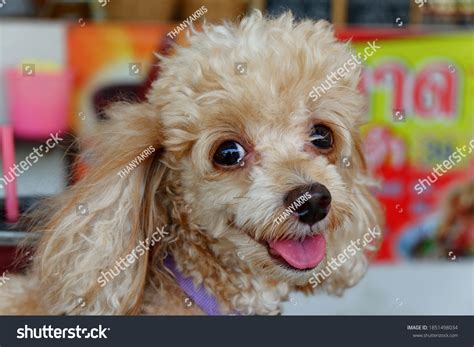 37547 Happy Poodles Images Stock Photos And Vectors Shutterstock