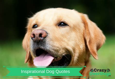 27 Inspirational Dog Quotes For Dog Lovers To Make You