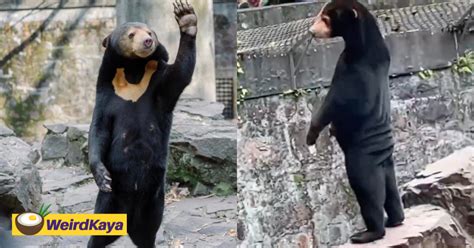 Malayan Sun Bear Spotted Standing On Its Feet At Zoo Visitors Think It