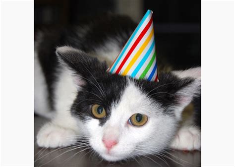 15 Cats And Dogs Celebrating Birthdays Vetstreet Vetstreet