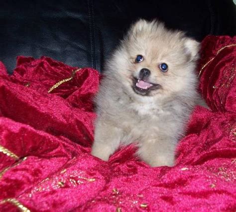 Gorgeous Female Pomeranian Puppy For Sale In Sudbury Ontario