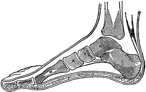 Side View Of Bones In Foot Clipart Etc