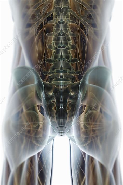 This photographic print is digitally printed on archival photographic paper resulting in vivid, pure color and exceptional detail that is suitable for museum or gallery display. Muscles and Bones of the Pelvis, artwork - Stock Image - C020/4082 - Science Photo Library