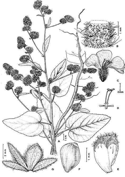 Waltheria Albicans A Plant B Stem C Thrum Flower D 2 Thrum