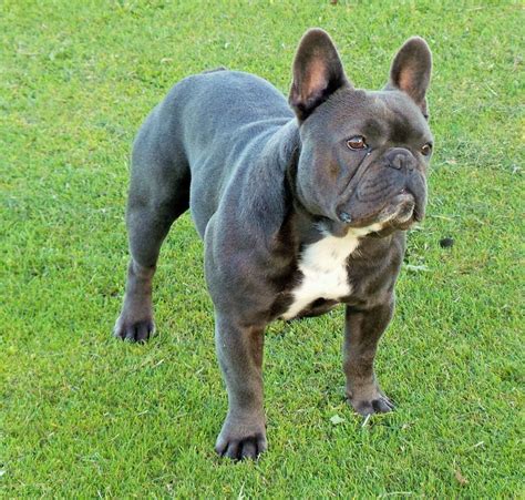This page was enrolled in the international ophthalmologists contest. For Stud Solid blue KC French Bulldog JHC Clear ...