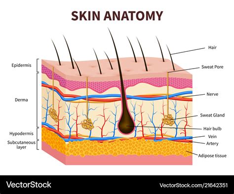 Layers Of Epidermis