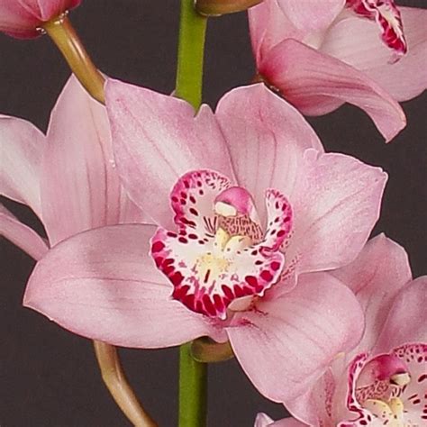 Cymbidium Orchid Pink Briljant 80cm Wholesale Dutch Flowers And Florist Supplies Uk