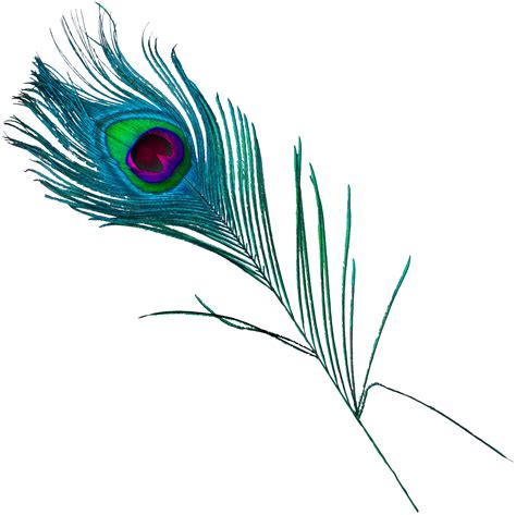 Feather Peafowl - Beautiful peacock feathers png download - 2681*2680 - Free Transparent Feather ...