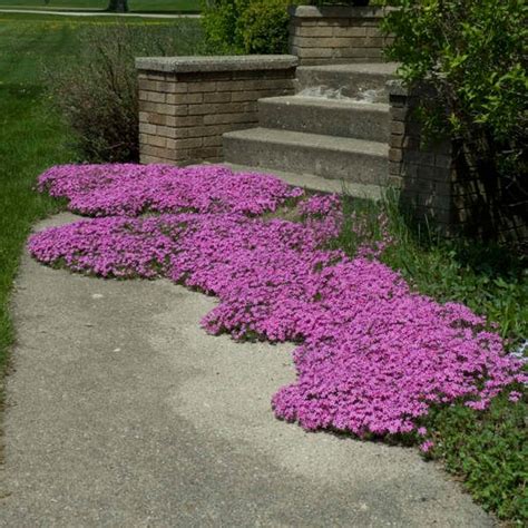 Does Creeping Phlox Spread My Heart Lives Here