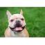 Lifetime Pet Insurance French Bulldogs Agria