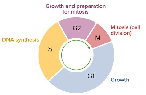 Mitosis Interphase G1 S G2